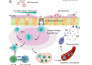 do professional medical illustrations for you